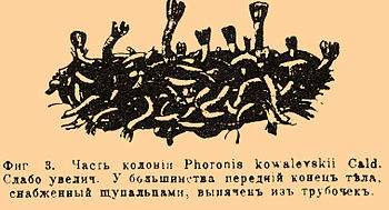 Фиг. 3. Часть колонии Phoronis kowalevskii Cald. Слабо увеличена. У большинства передний конец тела, снабженный щупальцами, выпячен из трубочек.