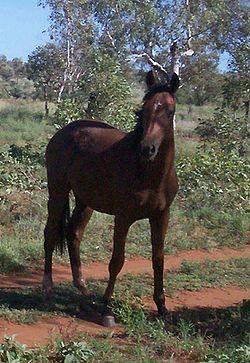 Brumby ló