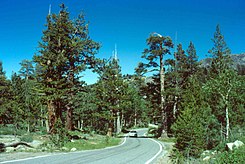 CASR4 Toiyabe NF.jpg