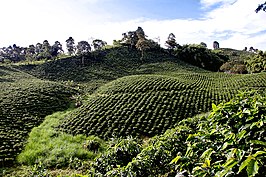 Koffieplantage bij Alcalá