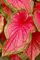 Folha de perto (Caladium bicolor Nome popular Caladium Florida Sweetheart)