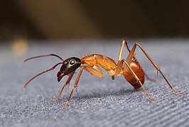 Camponotus eastwoodi