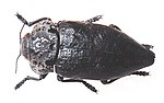 Miniatura para Capnodis tenebrionis