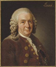 Портрет Линнея на коричневом фоне со словом «Linne» в правом верхнем углу.