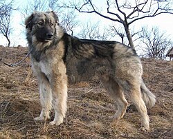 Carpathian Shepherd Dog Top Large Dog