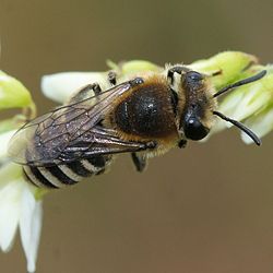 Klöversidenbi (C. marginatus), hona.