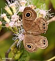 in dry season at Narendrapur near Kolkata, India.