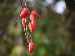 Connarus paniculatus (fruto).