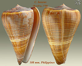 Conus buxeus