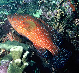 Coral grouper