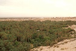 Vista do palmeiral de Nefta, a chamada Corbeille (cabaz em francês)