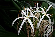 Crinum Lily.JPG