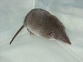 Crocidura