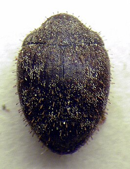 Curimopsis setigera