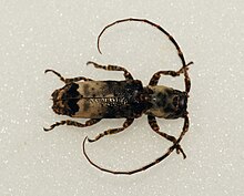 Cymatura fasciata