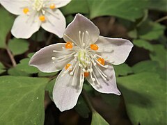 花弁状のものは萼片で、花弁は内側のオレンジ色のもの。