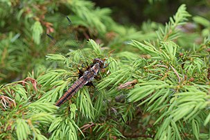 Chalk-fronted corporal dragonfly in June at the Ridges.