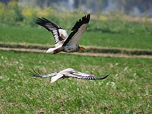 English: Egptian Vulture Neophron percnopterus...