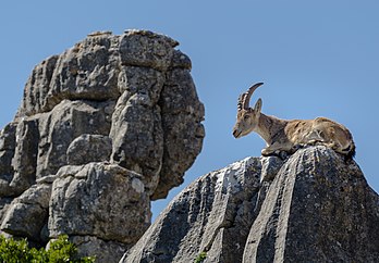 íbex-ibérico (Capra pyrenaica) nas rochas El Torcal, em Antequera , Andaluzia. (definição 4 607 × 3 200)