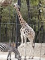 Rotschild-zsiráf (Giraffa camelopardalis rothschildi)