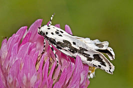 Ethmia pusiella