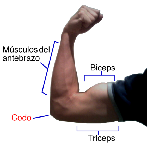 File:Flexión del brazo.png