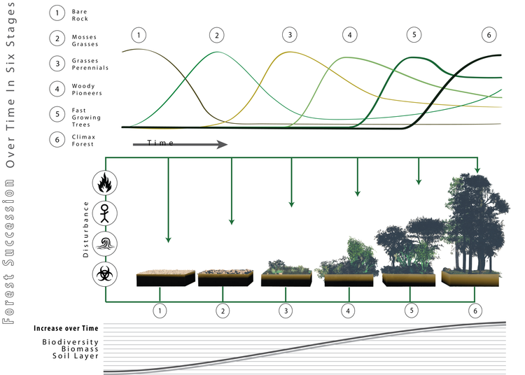 Forest succession depicted over time.png