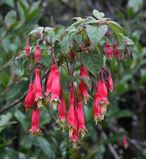 Fuchsia splendens 6