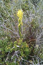 Miniatura para Gavilea lutea