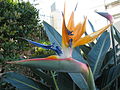 Paradiesvogelblume in Gold Coast (Australien) (August 2008)