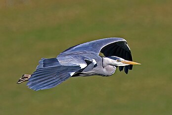 Un héron cendré (Ardea cinerea) en vol. (définition réelle 2 125 × 1 417)