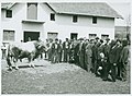 A commission from the Vratsa Chamber of Agriculture examin the bull Gurko in the village of Bregare, 1939.