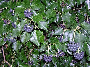 Irsk vedbend (Hedera hibernica) med bær.