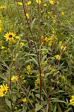 Miniatura para Helianthus pauciflorus