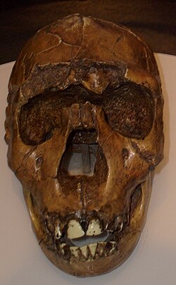 Rekonstruktion af kranium fra Homo ergaster