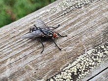 Домашна муха (Musca domestica) .jpg