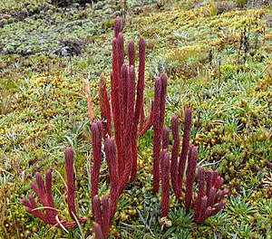 Huperzia crassa var. manus-diaboli (Andes, Ecuador)