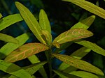 Hygrophila polysperma 'Rosanervig' som rödnat under starkt ljus.