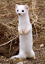 Stating "Some weasels are white." may be engaging in unacceptable original research if the source does not explicitly state that "some" are white.
