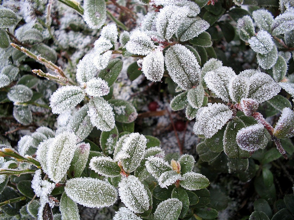 http://upload.wikimedia.org/wikipedia/commons/thumb/4/41/Icy_LingonBerry.jpg/1024px-Icy_LingonBerry.jpg