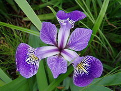 Flor de Iris versicolor mostrando três estruturas com dois labelos sobrepostos, um estilete petaloide ramificado (superior) e uma tépala (inferior), encerrando um estame.