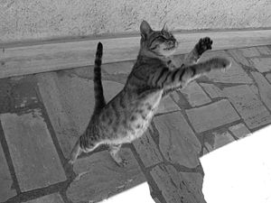 A jumping cat trying to catch some food.