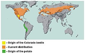 Prejardhja dhe përhapja e brumbullit të patates nëpër botë