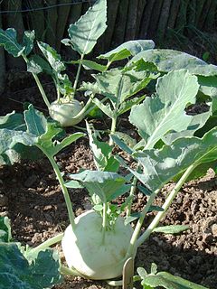 Nuikapsas Brassica oleracea var. gongylodes