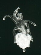 Late brachiolaria with starfish primordium