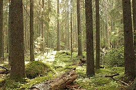 Sous-bois d'une pessière boréale de Finlande.