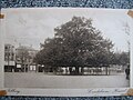 De Lindeboom op een ansichtkaart uit 1923