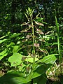Liparis liliifolia (Amérique du Nord), Pennsylvanie, USA