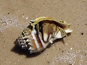The shell of Melongena corona inhabited by a hermit crab