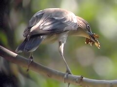 ଛୁଆଙ୍କ ଖାଇବା ପାଇଁ କୀଟ ଧରି ଆସିଥିବା ମାଈ ପାଉଁଶମୁଣ୍ଡି ବଣି